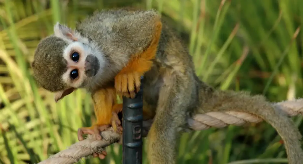 Most Energetic Animals 