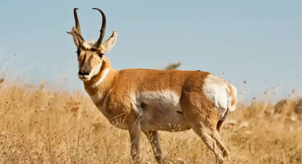 Most Energetic Animals 