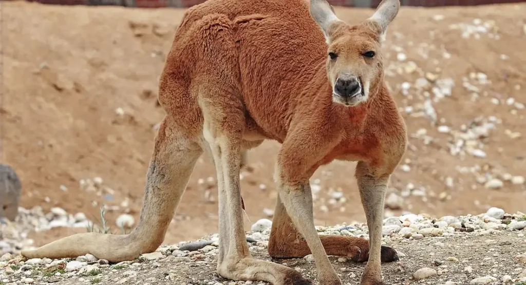 Most Energetic Animals 