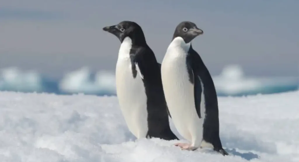 Most Energetic Animals 