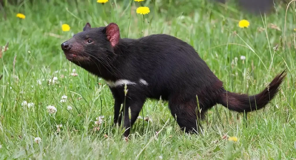 Most Energetic Animals 